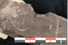 Foto (Detailansicht) von Sapotacites sideroxyloides Ettingshausen (NHMW-GEO-2024-0188-8013)